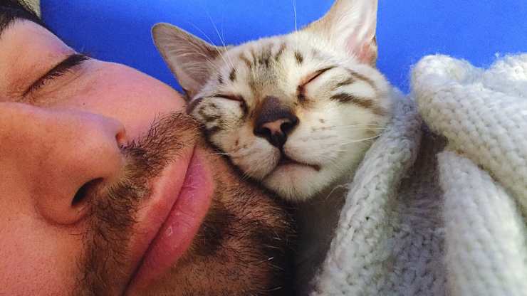 ¿Por qué el gato duerme sobre su humano?