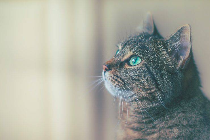¿Por qué el gato sopla a los invitados? ¿Por qué el gato sopla a los invitados?