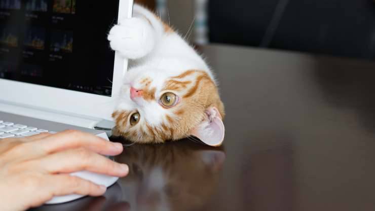 ¿Por qué la gente ama a los gatos traviesos?