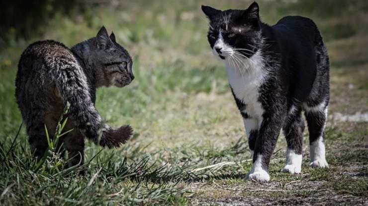 ¿Por qué los gatos pelean por la noche?