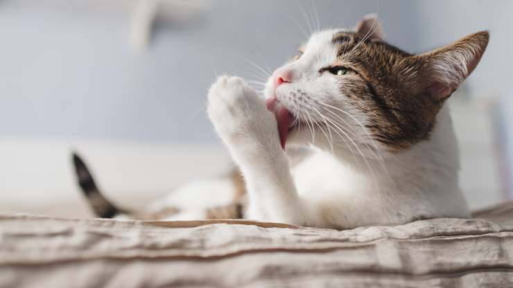 ¿Por qué los gatos se lavan antes de dormir?