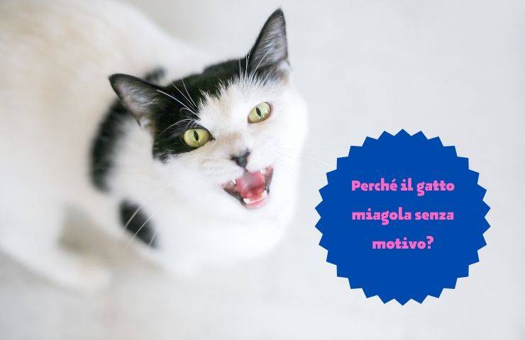 ¿Por qué maúlla el gato?