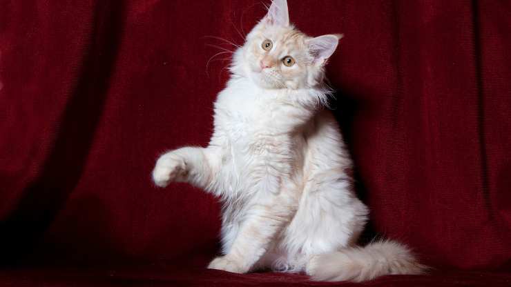 el gato puede fingir que cojea