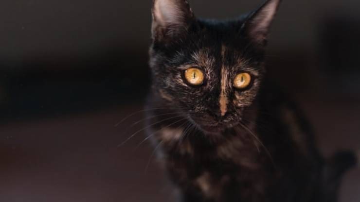 el gato puede mover los ojos