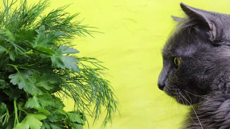 el gato puede comer eneldo