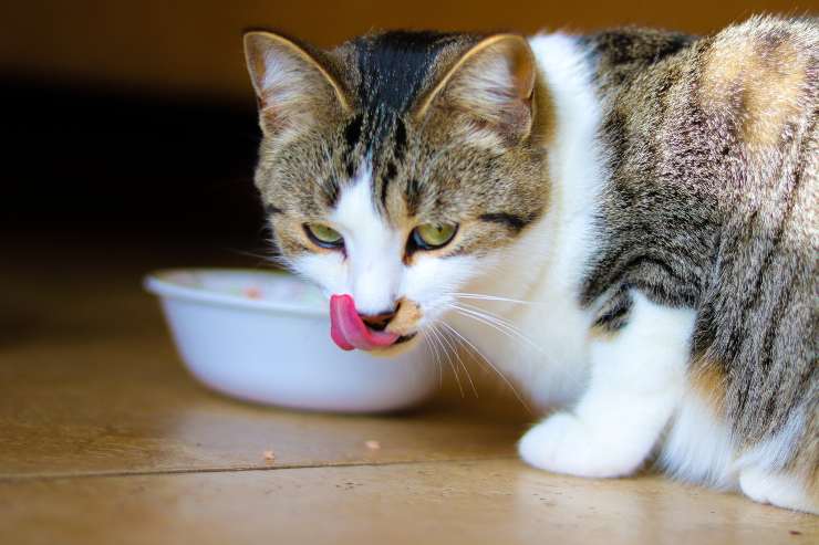 El gato puede comer puerro. El gato puede comer puerro.