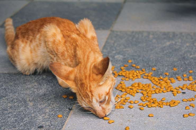 El gato puede comer soja. El gato puede comer soja.