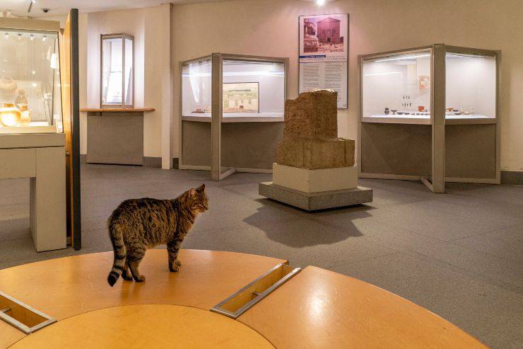 Gato que vive dentro del museo epigráfico en el edificio del templo del baño de Diocleciano - Roma, noviembre de 2019 ¿Pueden los gatos entrar en los museos?