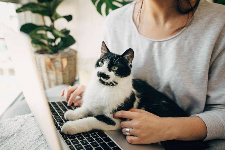 Mujer en la oficina con su gato trabajando en la computadora ¿Puedes llevar el gato a la oficina?
