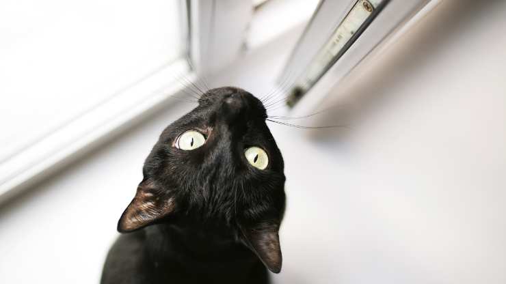 que hacer si el gato siempre quiere salir