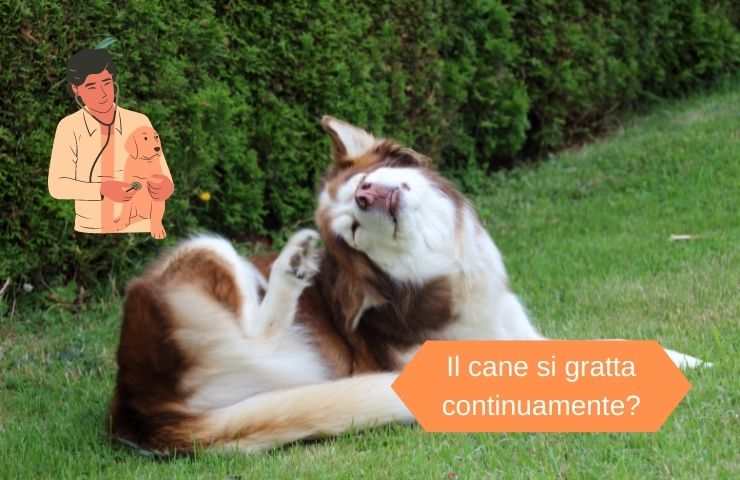 picor en perros