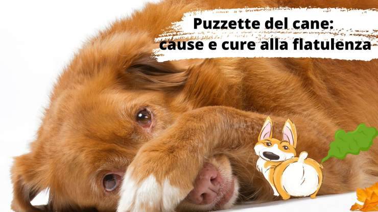 pedos de perro
