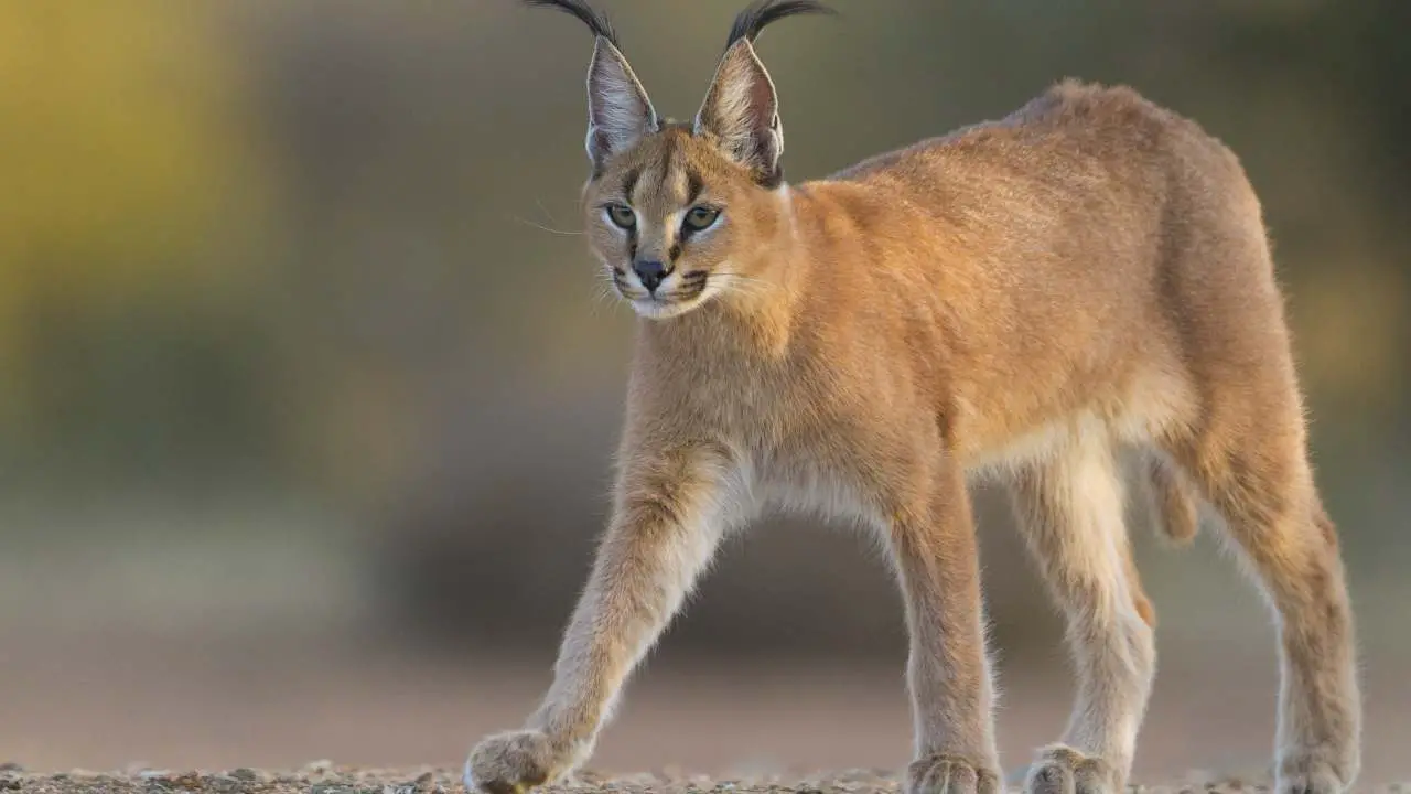 ▷ Gato caracal