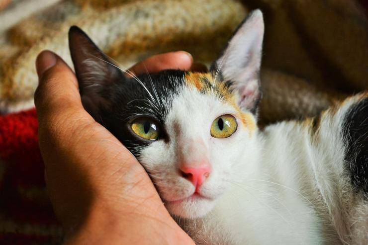 El gato se frota la mandíbula