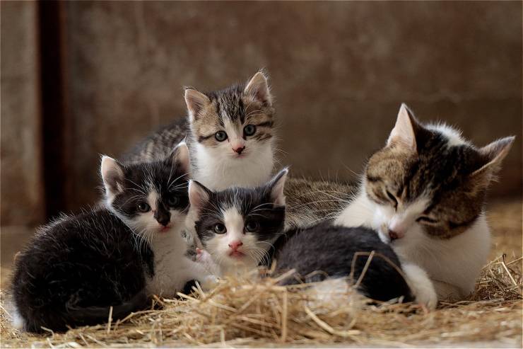gatitos solos