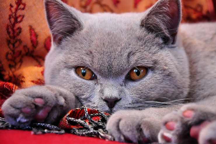 Felinos que aman vivir en interiores