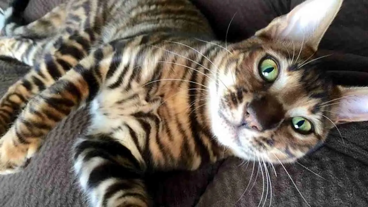 gato juguetero