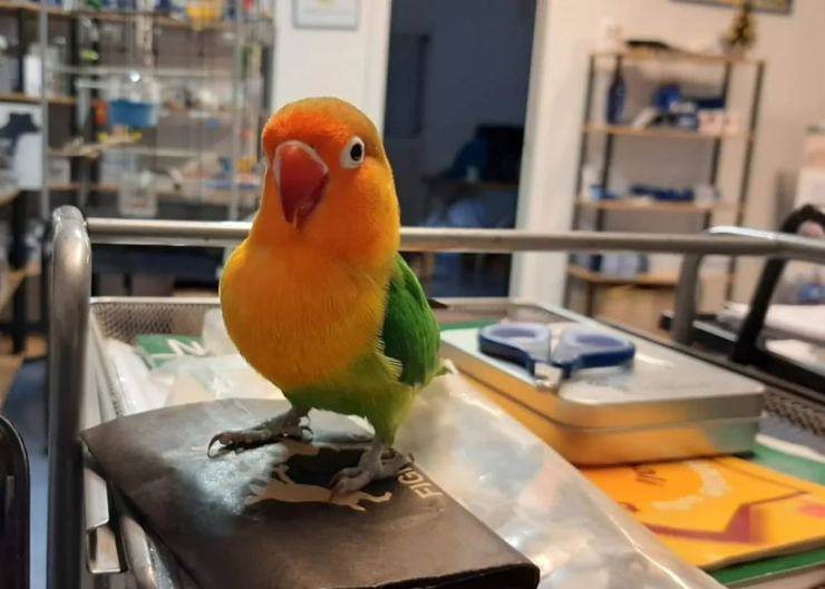 jaula de loros bien