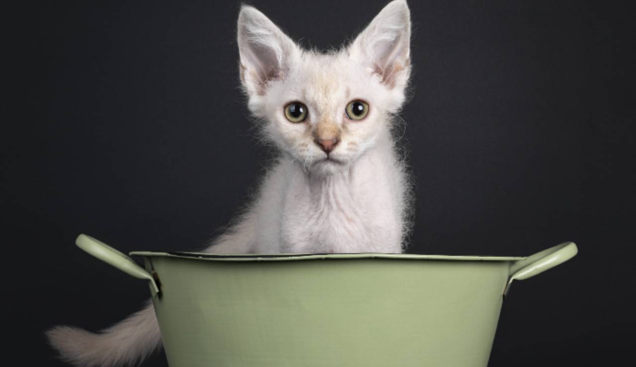 Cuidados del gato tonquinés: desde el aseo hasta la higiene corporal
