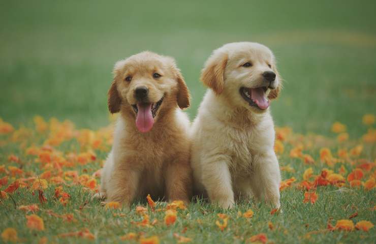 cachorros