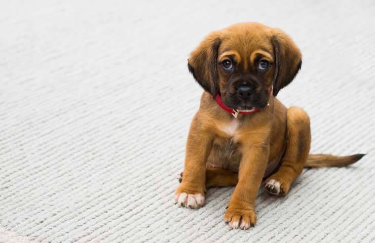 Cachorro