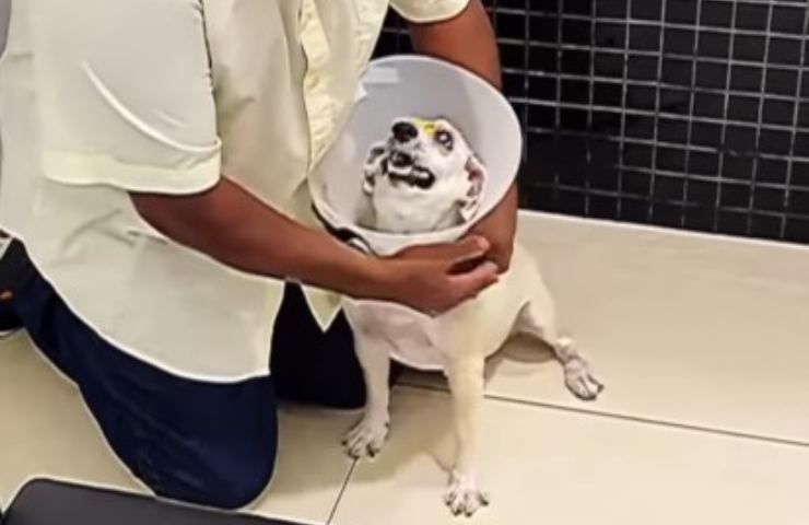 perro ve a su amo