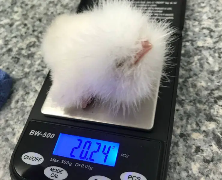 pollito podargo vaina blanca