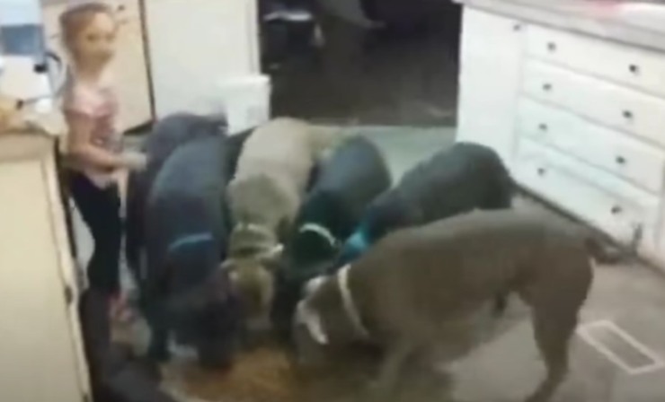La niña alimenta a los pitbulls