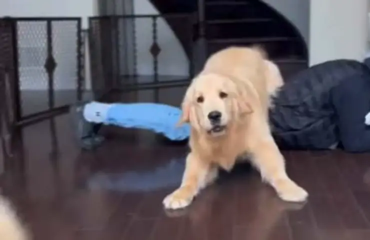 Esterlina Colin Golden Retriever