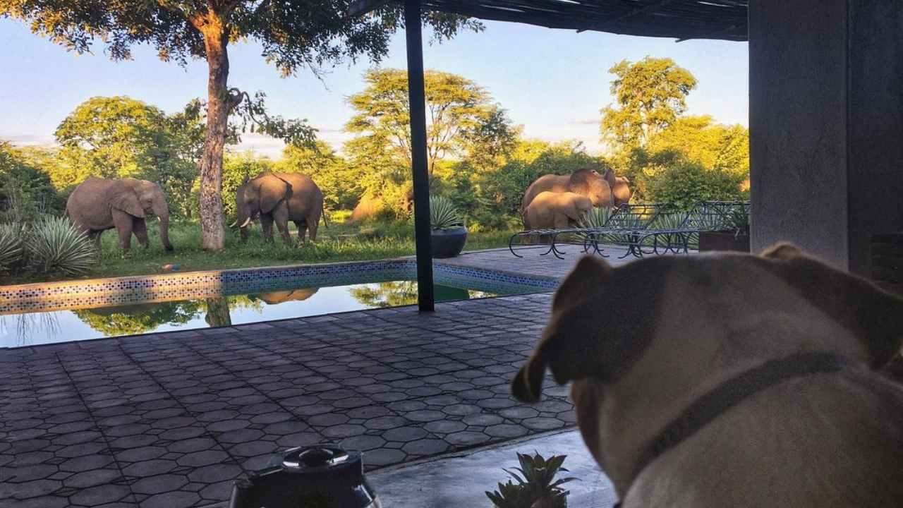 El perro le tiene miedo a los elefantes pero los encara cuando se acercan - VIDEO