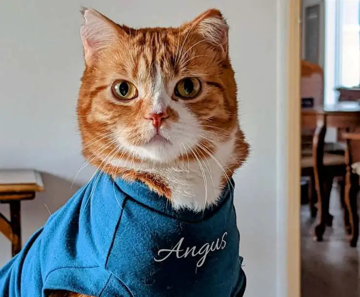 blanqueador de agua para gatos