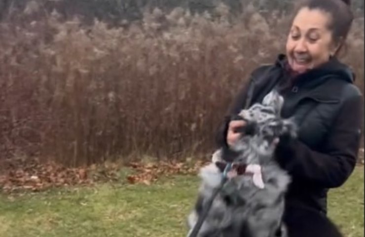 videos de reseñas de perros