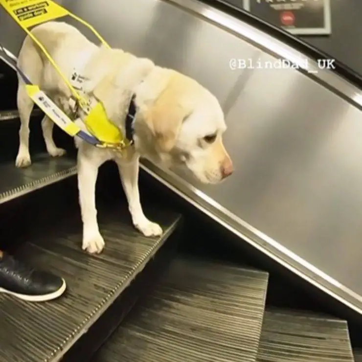 Escaleras mecánicas para perros Kika