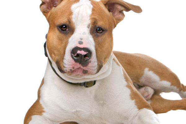 Enfermedades del Hocico del Perro - Despigmentación