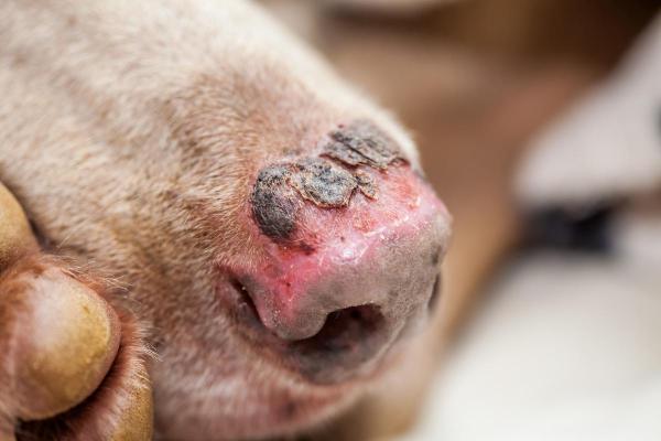 Enfermedades del hocico del perro - Úlceras nasales