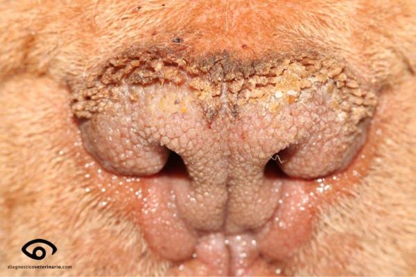 Enfermedades de la cara del perro - Hiperqueratosis nasal