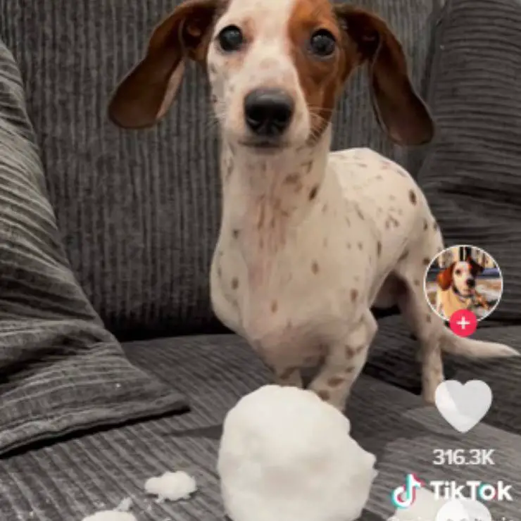 Bola de nieve de perro miso