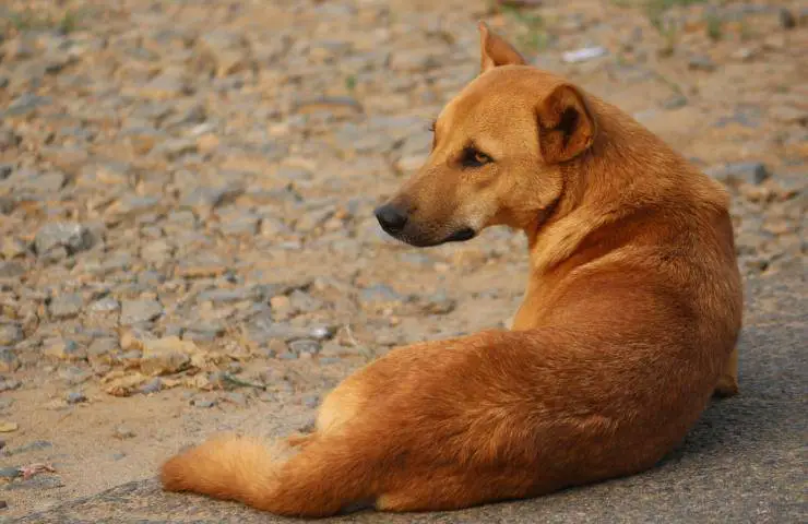 petición perros seres sintientes