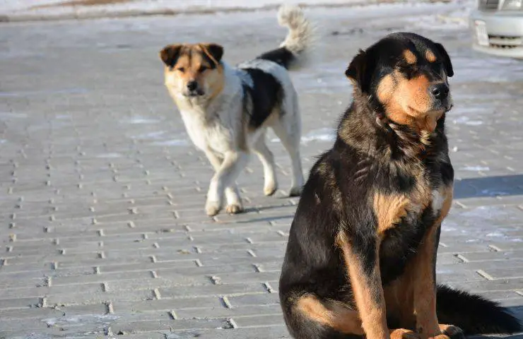 exención de impuestos para perros callejeros