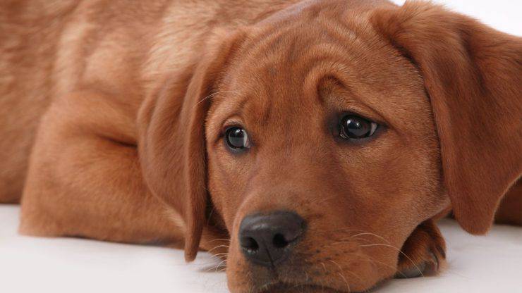 perro triste