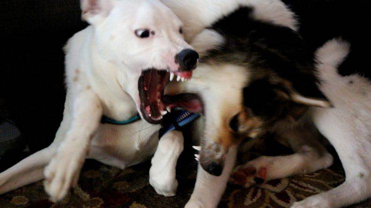 perro agresivo