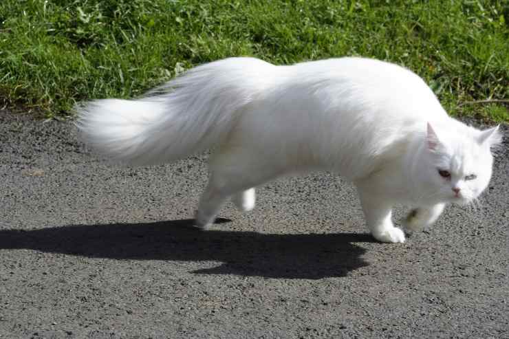 Kitty mientras corre