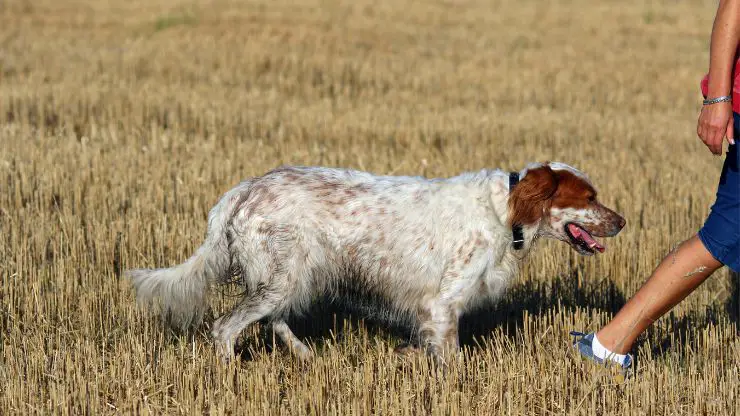 perro sombra