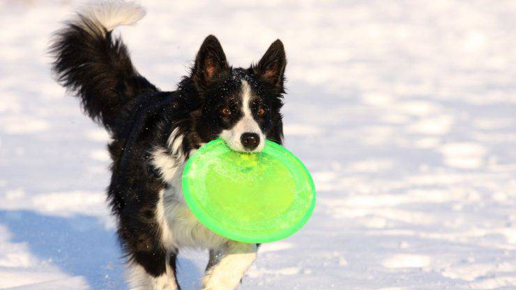 Perro juega con frisbee