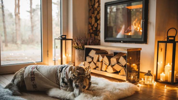 Perro en la casa cuando hace frio