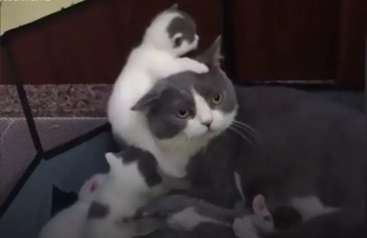 gatitos agotado gato Acat