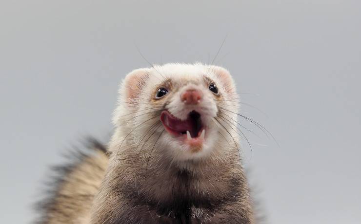 furetto