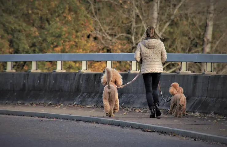 Registro de cuidador de perros Piamonte