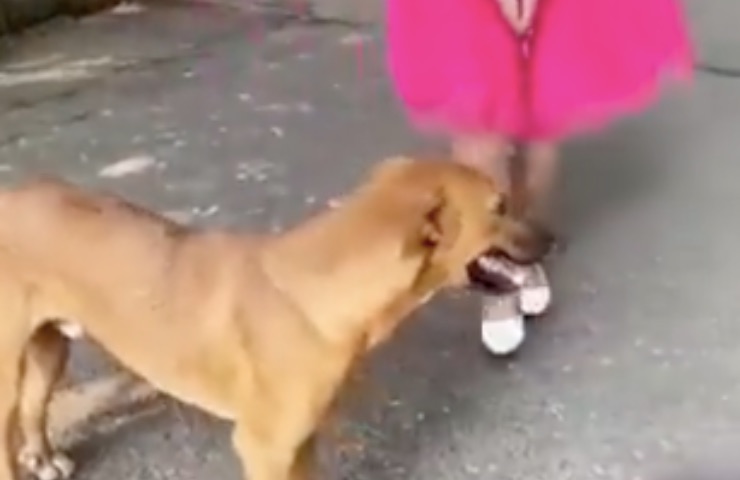 finge acariciarlo golpea video