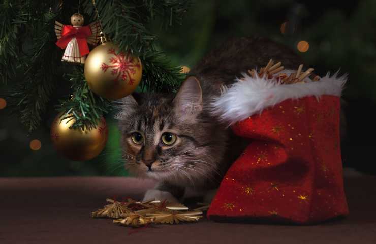Gato debajo del árbol de Navidad